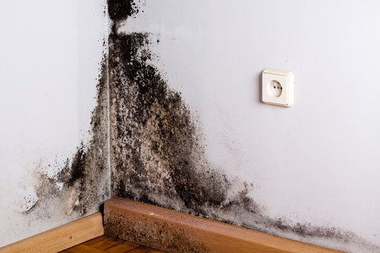 Black mold growing in the corner of a home wall