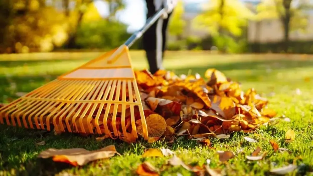 Raking colorful fall leaves in a sunny yard