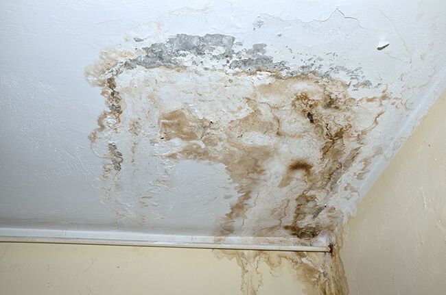 Extensive mold and water staining spreading across a white ceiling
